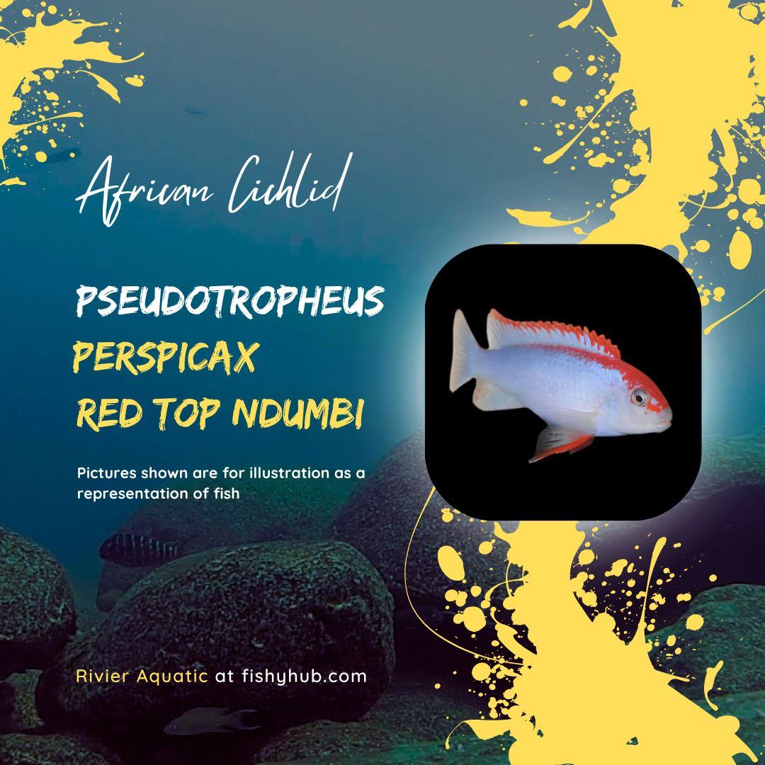 Buy Red Top Ndumbi Cichlid (Pseudotropheus sp. Perspicax) | Rivier